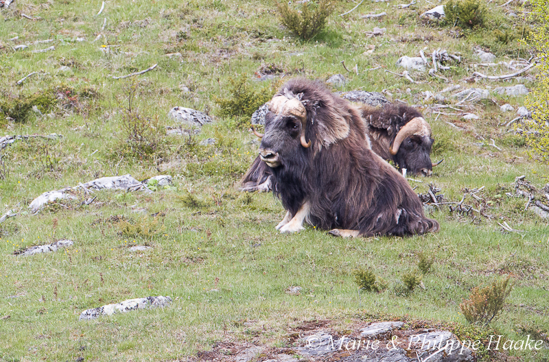 Boeuf musque 9860.jpg - Boeufs musqués (Dovrefjell, Norvège, juin 2012)